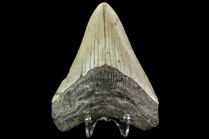 Fossil Megalodon Tooth - North Carolina #109868